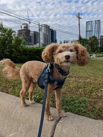 Doggo George taking a stroll in Austin!